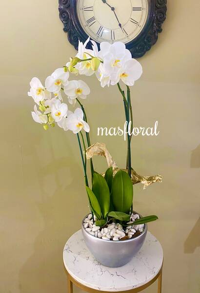 Planta de orquídea grande en plateada