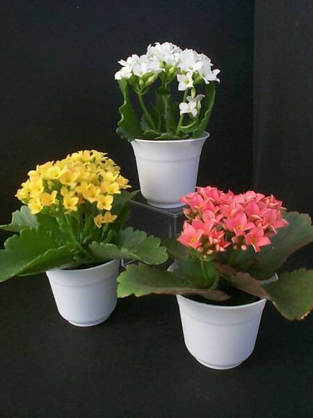Kalanchoes