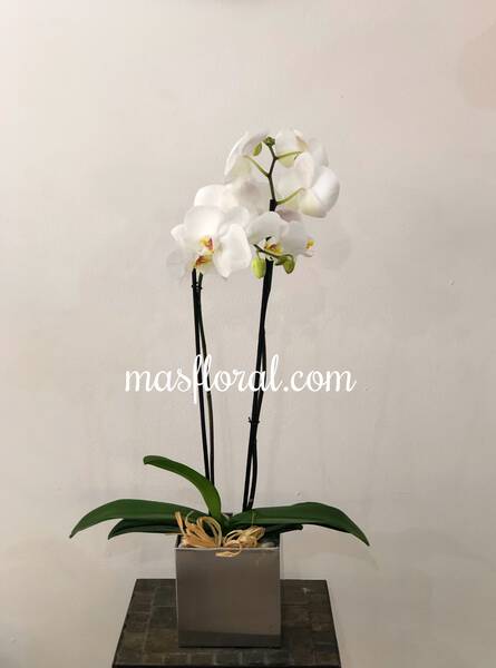 Orquídea blanca en acero