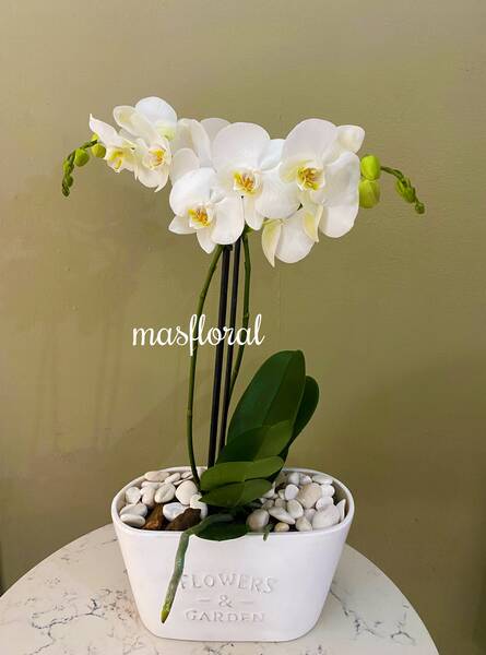 Orquídea blanca garden