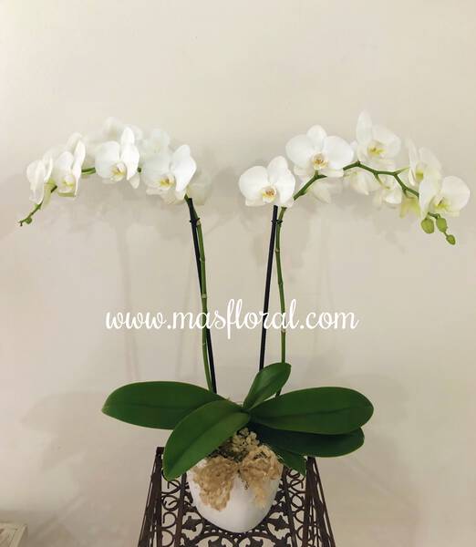Orquídea blanca Planta